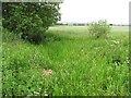 Ditch and its vegetation