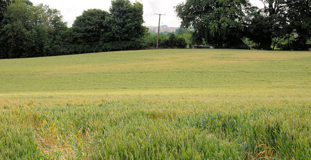 Barley field near the Giant's Ring, Belfast (1)