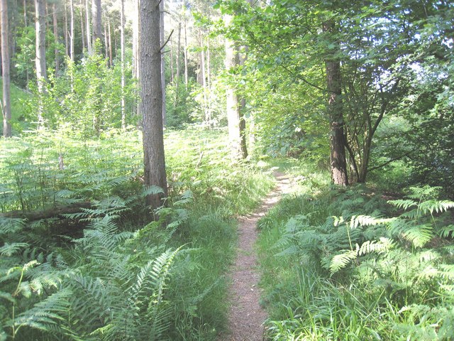 Footpath through Crow Wood