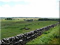 NZ0491 : Rough pasture north of Rothley Shield East by Andrew Curtis