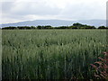 Field of wheat with mountain view