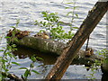 Ducks on a log in the water  -  River Tees