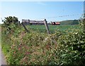 Hedgerow flowers near the ruined Cae-newydd farm buildings