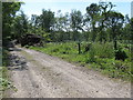 Logpile on woodland track Hoyle Copse