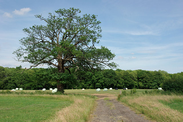 Oak by the track