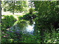 Pond by footpath at Hoyle Farm