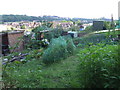 Allotments in Brockley