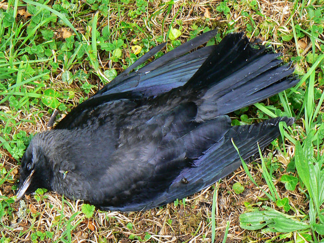 Dead jackdaw, St Nicholas' Church,... © Brian Robert Marshall ...