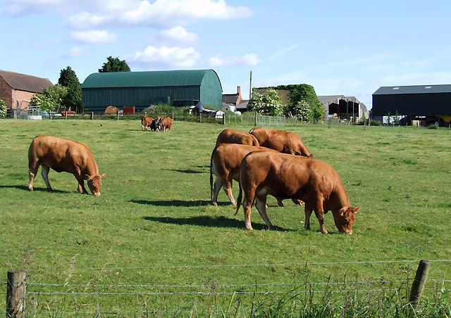 Cattle grazing near Market Bosworth, Leicestershire