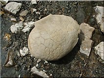 NS4178 : Cementstone nodule in Auchenreoch Glen by Lairich Rig