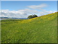 A flowery meadow bank on the North shore of the Tay