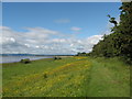 Footpath mown through nature reserve on the North bank of the Tay