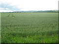 Wheatfield South of Inchture