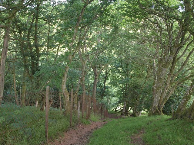 Northern Wood