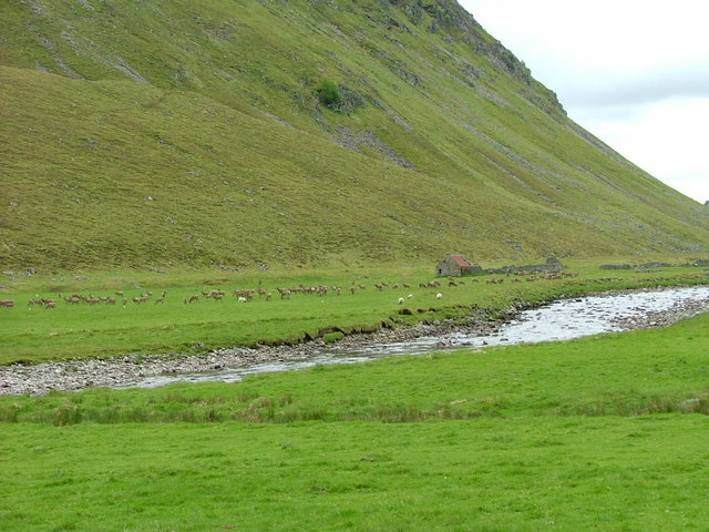 Deer at Lower Coignashie