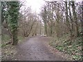 Footpath through Bray Plantation