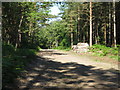 Log pile on track through Selham Common