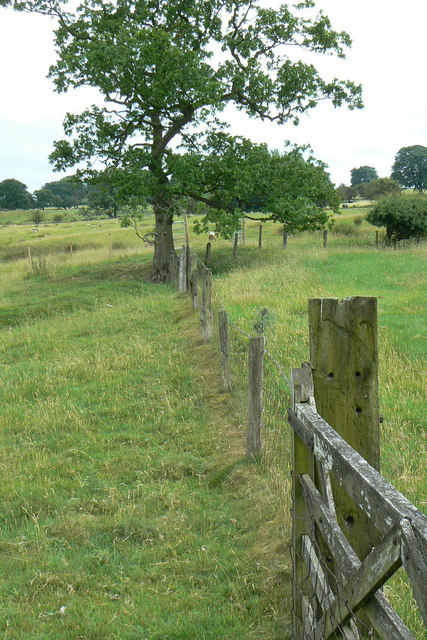 Fence and oak tree