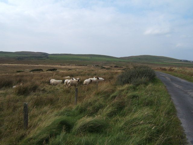 Sheep near the telephone box © Barbara Carr :: Geograph Britain and Ireland