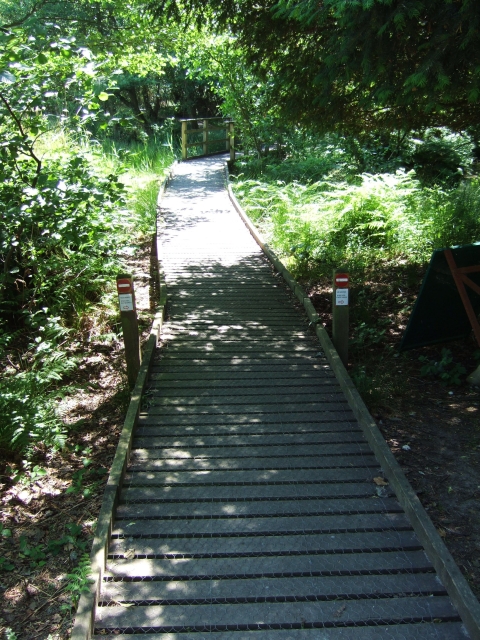 Boardwalk into nature reserve on Brownsea Island