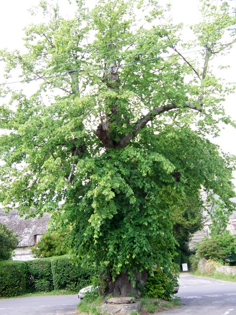 Lime tree, Winterborne Stickland