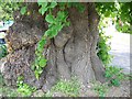 Lime tree, Winterborne Stickland