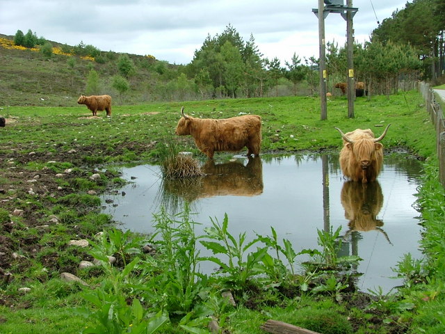 Cattle in reflective mood at Achmein