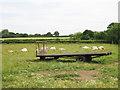 Cows and Trailer