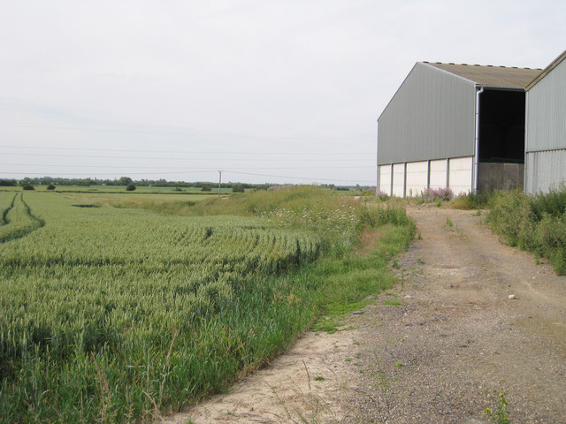 Wheat Field by Carter Farm
