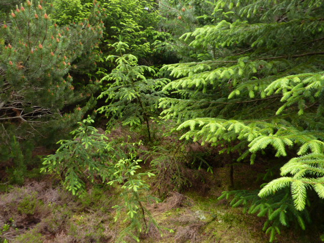 Dense forest below top of Cransmill Hill