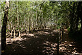 Footpath and woodland beside Test Valley Business Park