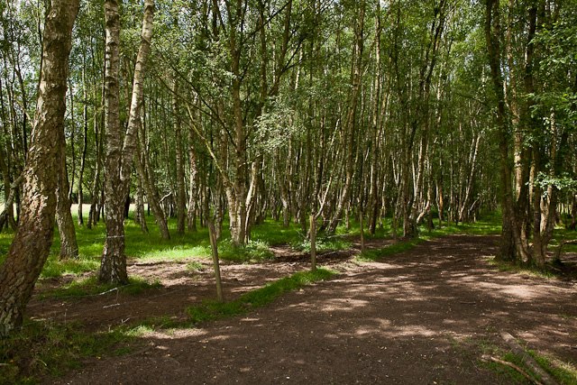 Silver Birches on Baddesley Common