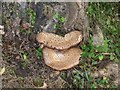 Close up of the fungus