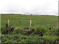 Ballynacoird Townland