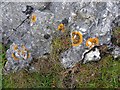 Lichen on rocks, Garron Point