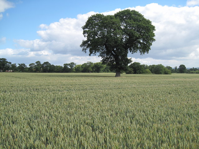 Farmland of Cheshire