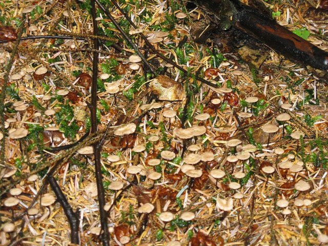 Forest floor fungi at Beecraigs