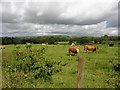 D1709 : Loughloughan Townland by Kenneth  Allen