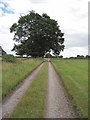 SJ4963 : Driveway to Upper Brookhouse Farm by David Quinn