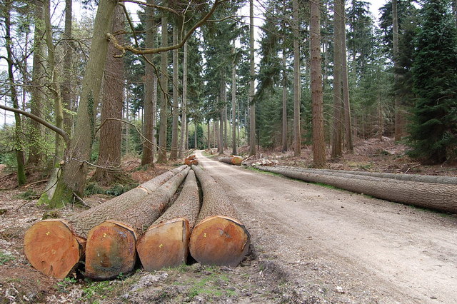 Forest product Holidays Hill Inclosure... © Clive Perrin cc-by-sa/2.0 ...