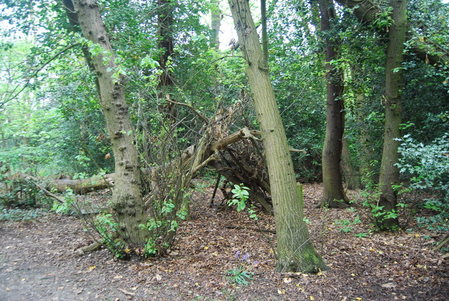Woodland hide, Beckenham Place Park