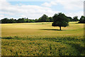 TQ4042 : Barley Field near Greathed Manor by Oast House Archive
