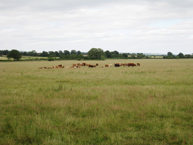 Field of Cows