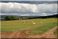 A livestock field at Dykeraw