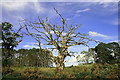 A dead tree near Whiteburn