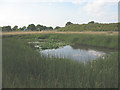 Marshy pond near Byley