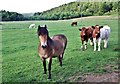 Local Residents, Bank Foot Farm