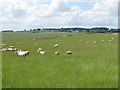 Sheep near Kaimflat