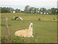 Llama in Chartham Hatch