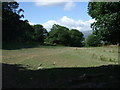 Field and trees near Pant